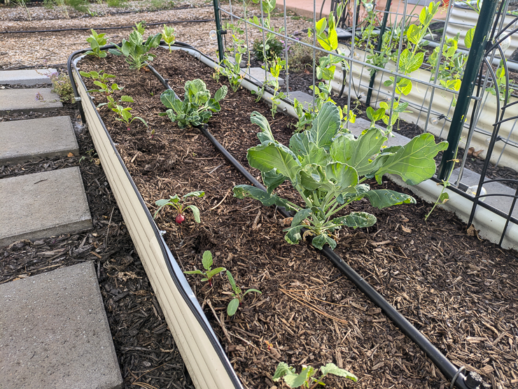 fall garden with raised beds