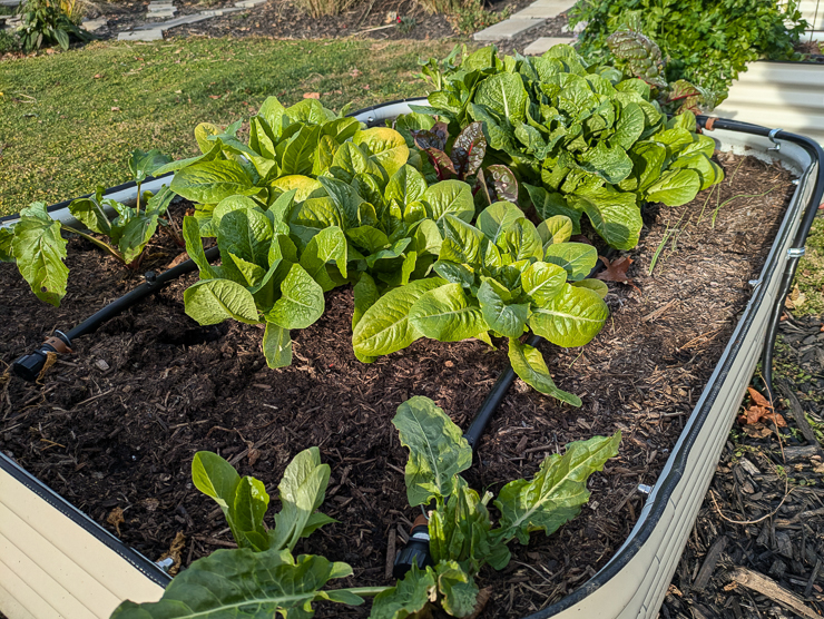 lettuce in a vego bed