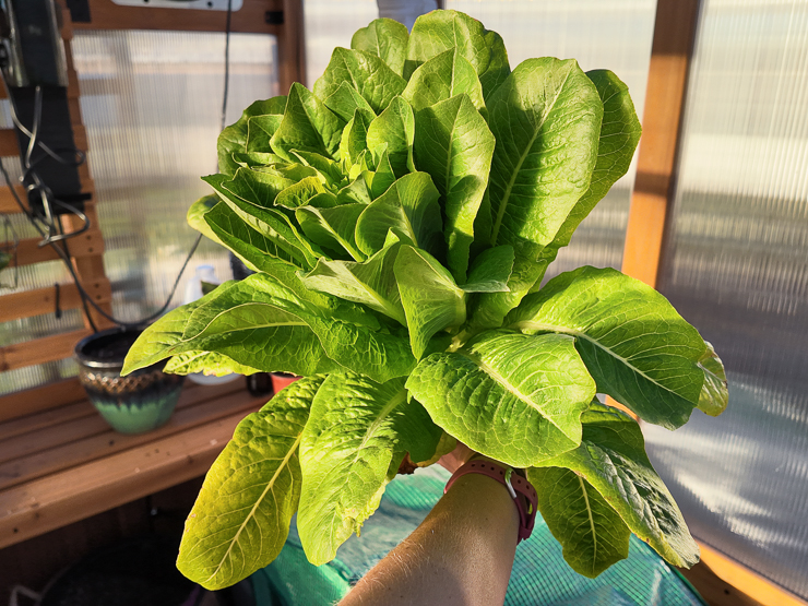large head of lettuce