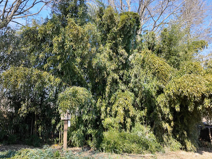 tall bamboo