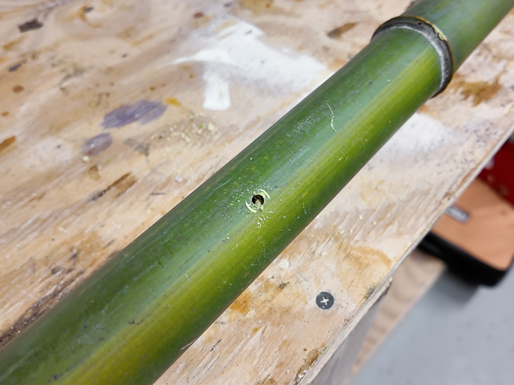 drilling holes in bamboo culms
