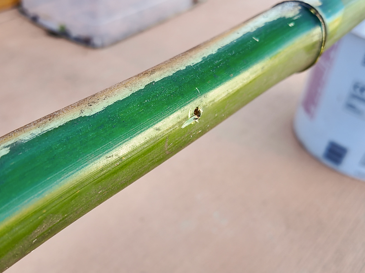 heating curing bamboo