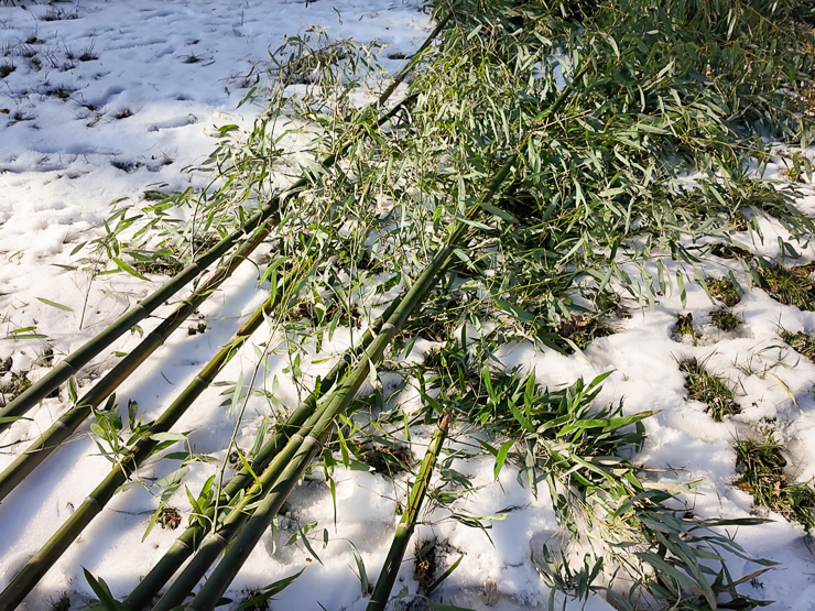 cut down bamboo culms