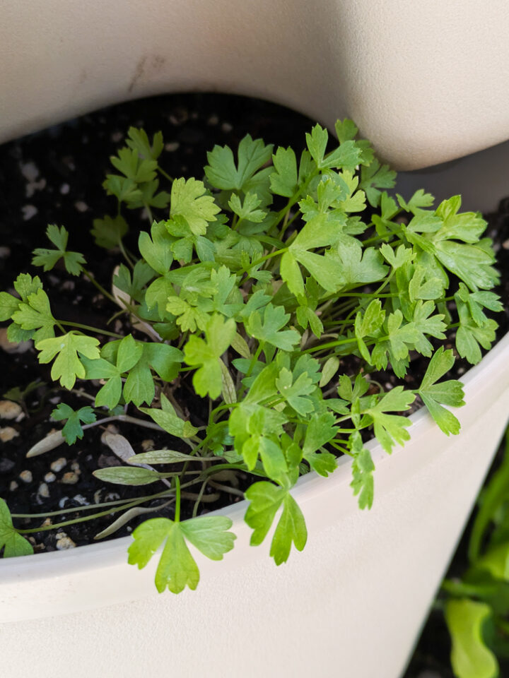 parsley in a greenstalk