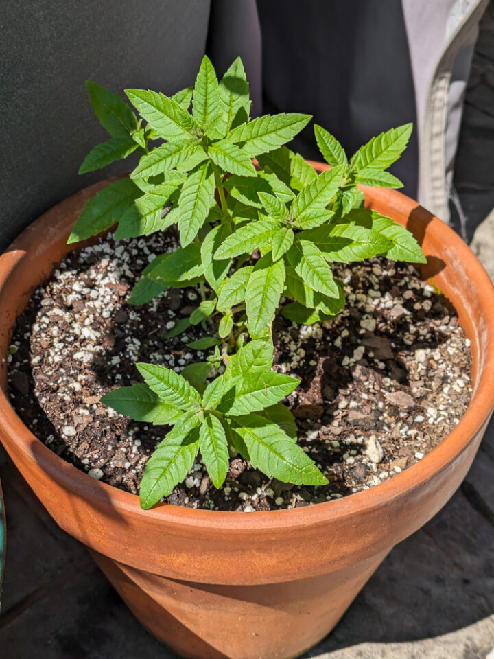 tomato start in a pot