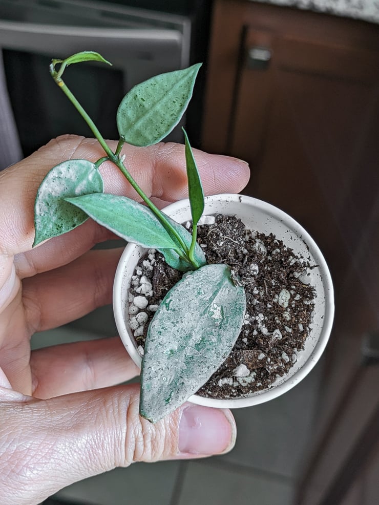 small hoya