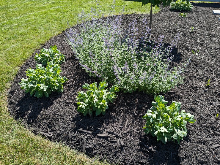 sedum and catmint planted in a garden