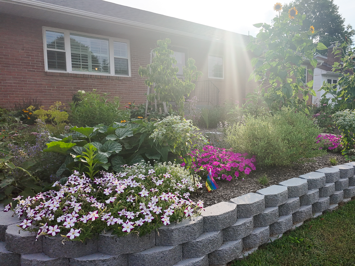 plants in a front garden