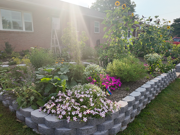 beautiful lawn conversion project