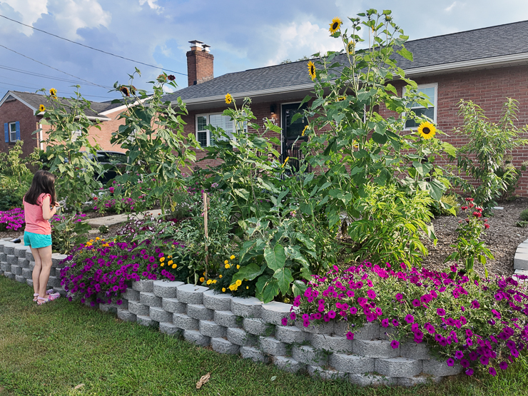beautiful lawn conversion project