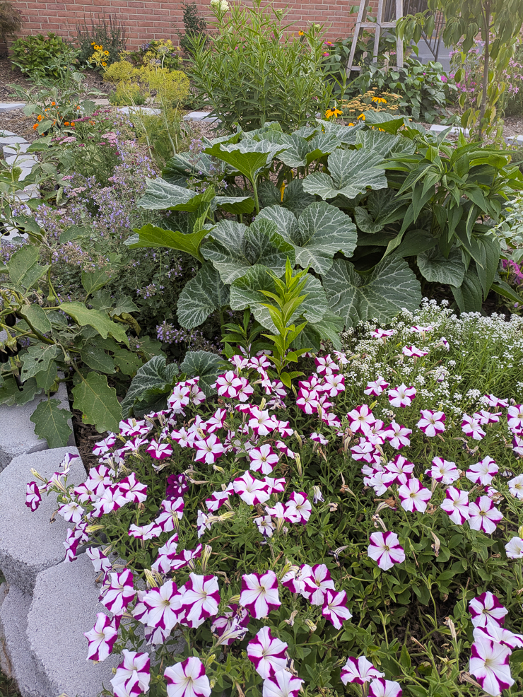squash and petunias growing in a lawn