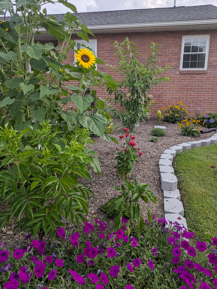 plants in a front garden