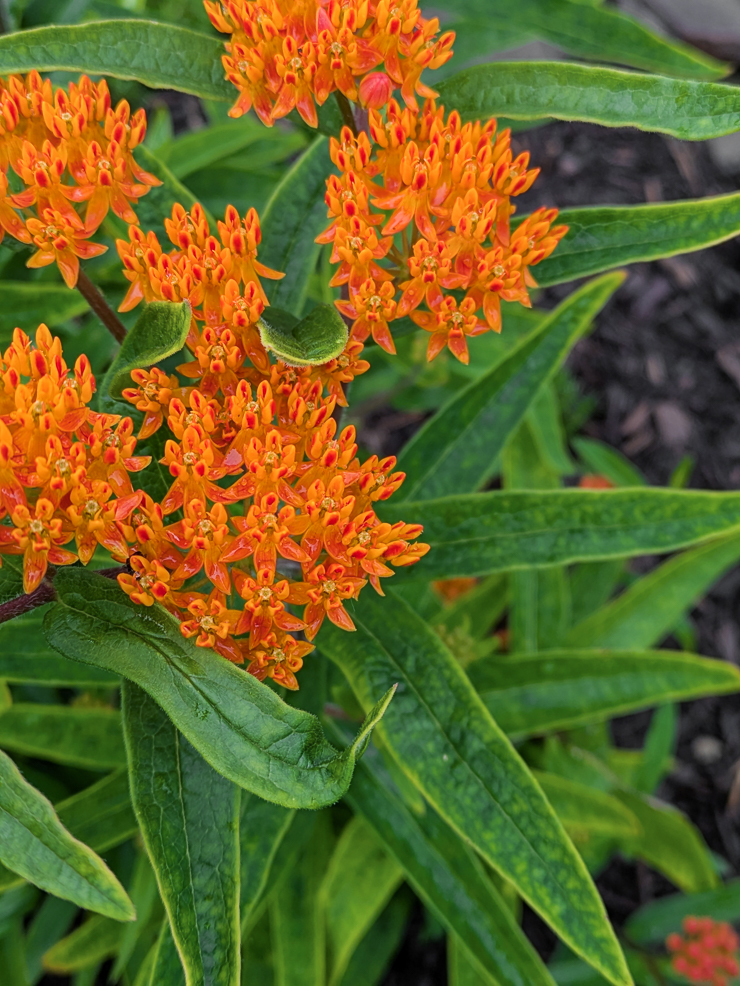 butterfly weed