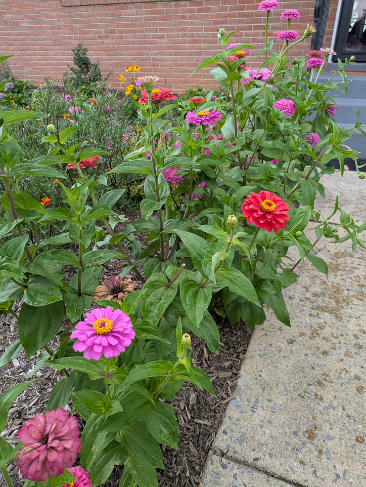zinnias lining a path