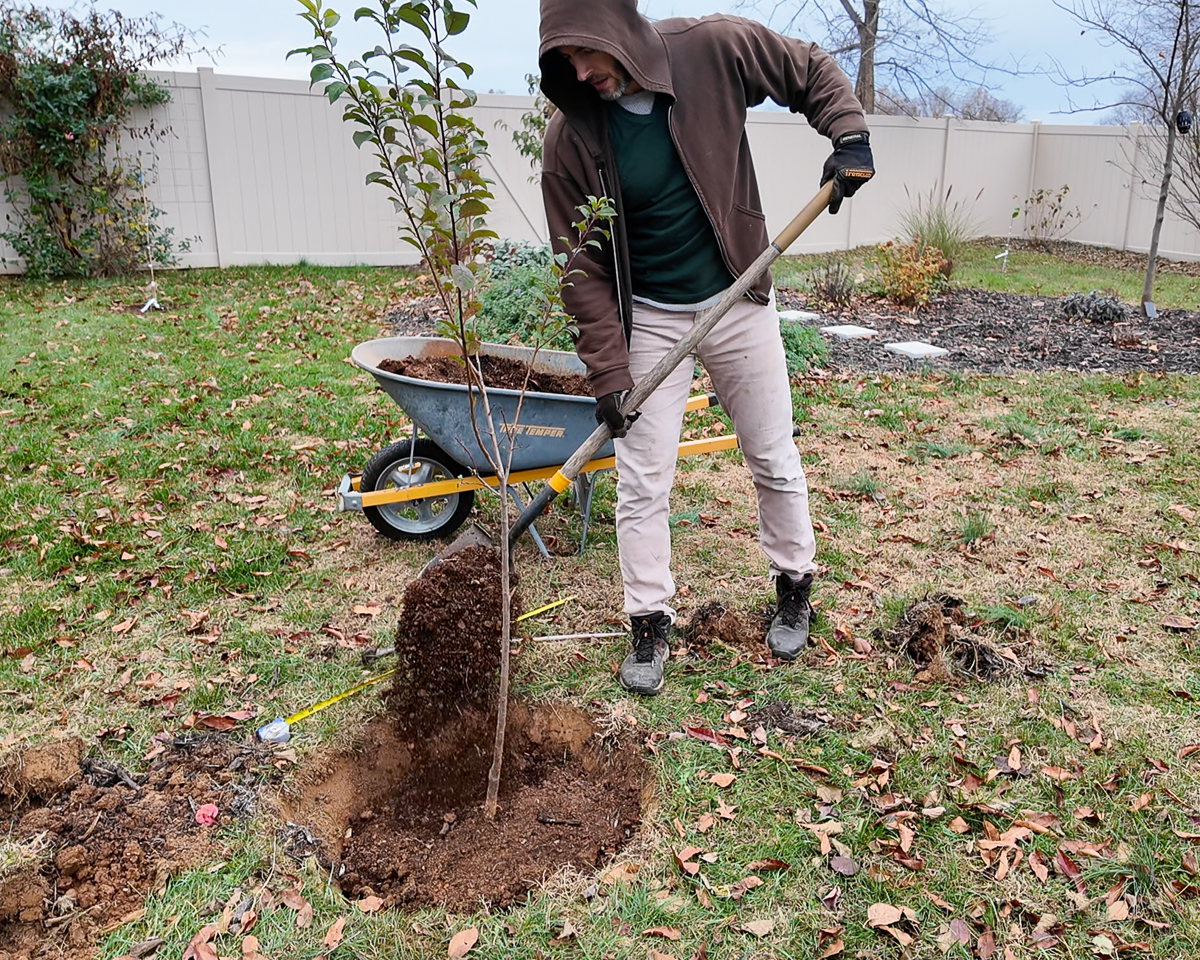 planting a plum tree