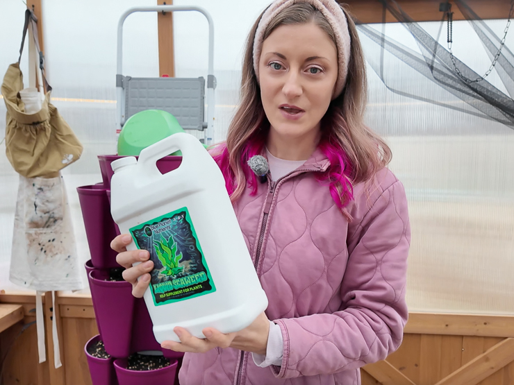 bottle of liquid seaweed