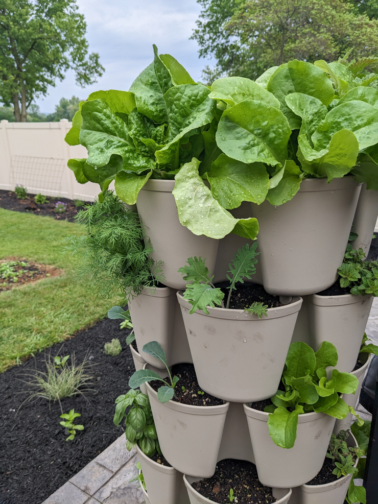 greens growing in a greenstalk