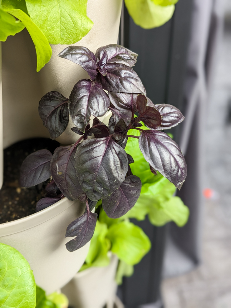 herbs growing in a greenstalk