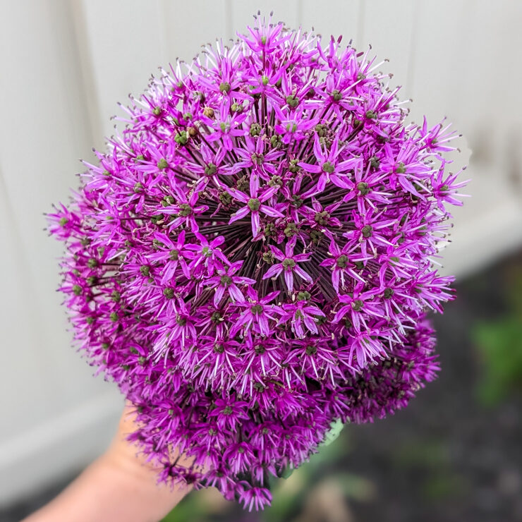 ornamental allium