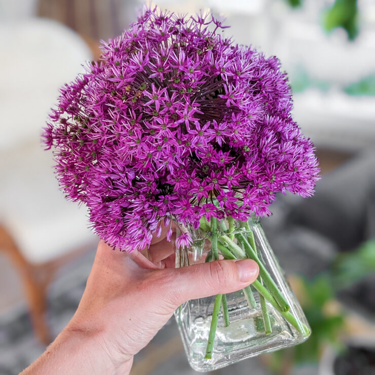 allium flowers