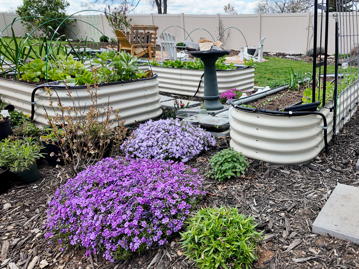 purple creeping phlox in a garden