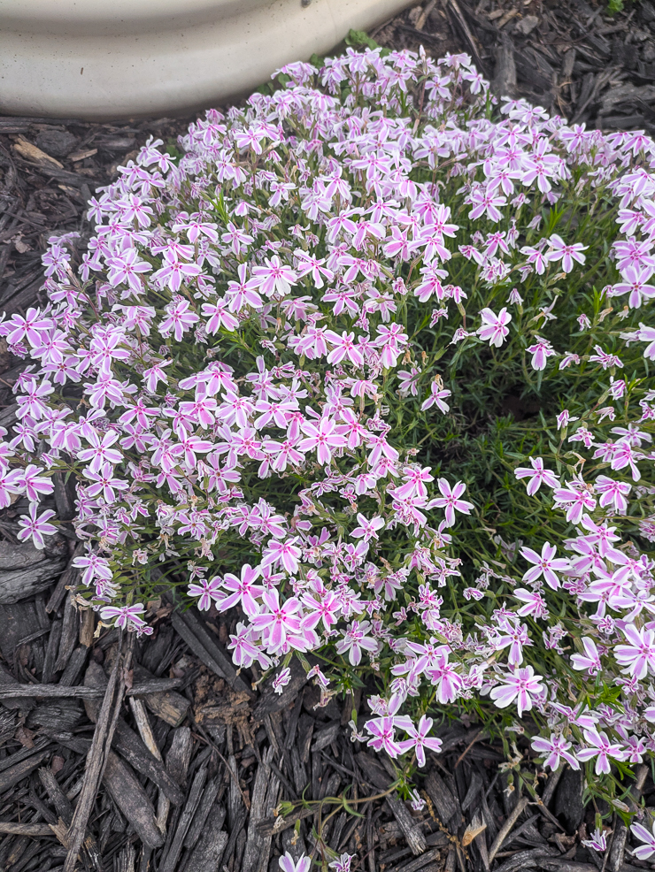 pink and white creeping phlox