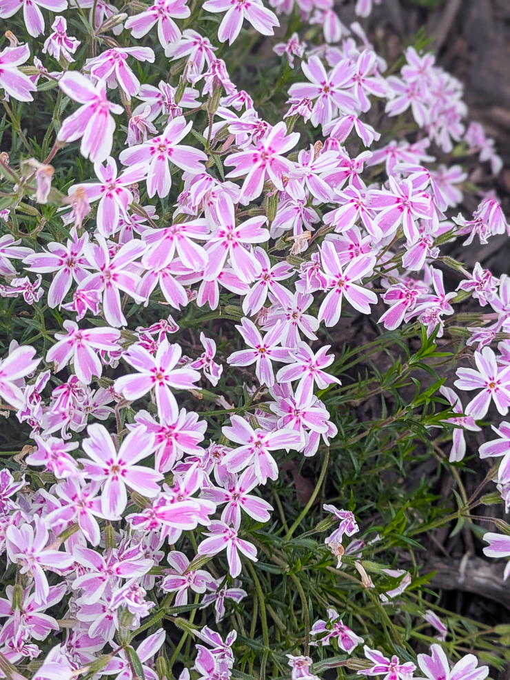pink and white creeping phlox