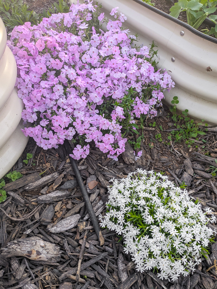pink and white creeping phlox
