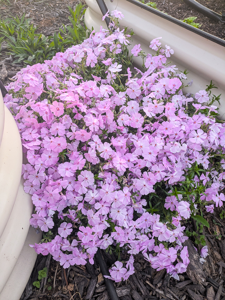 pink creeping phlox