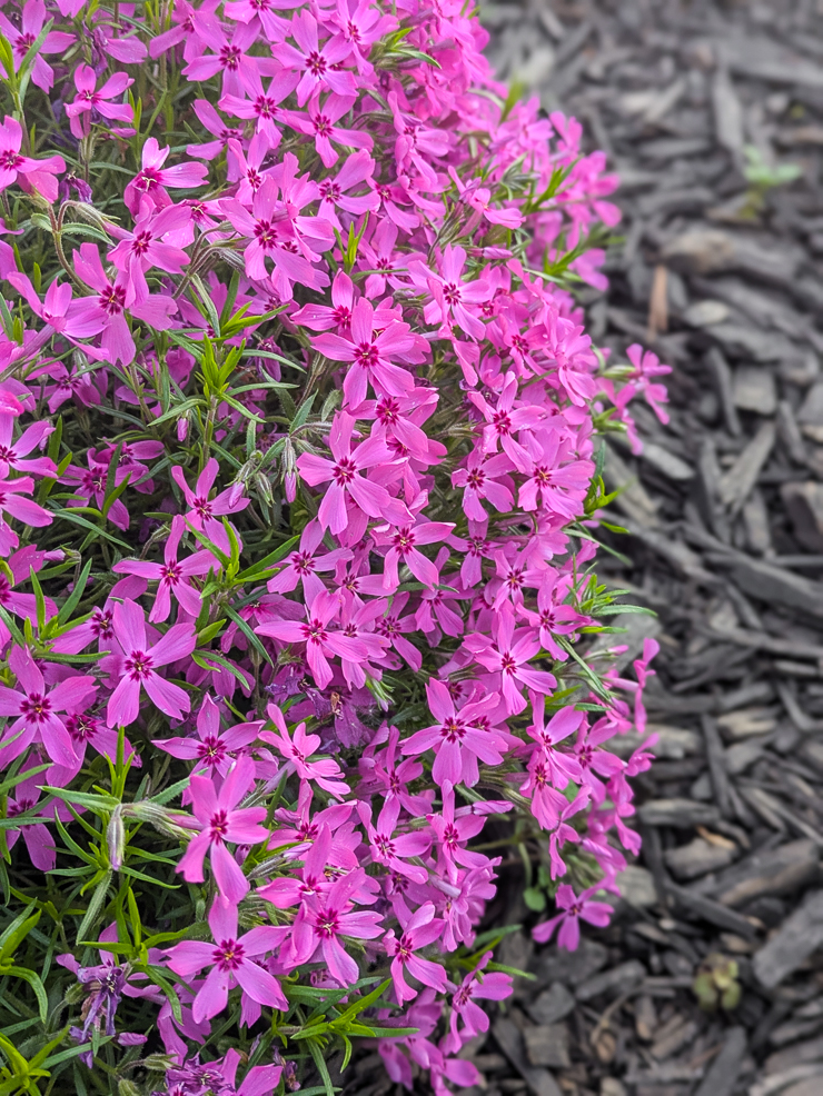 bright pink creeping phlox