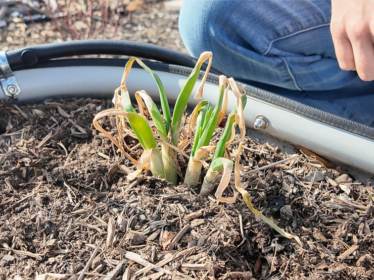 green onions in a garden