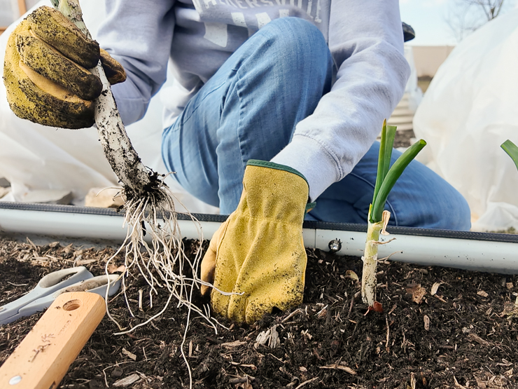 planting green onions