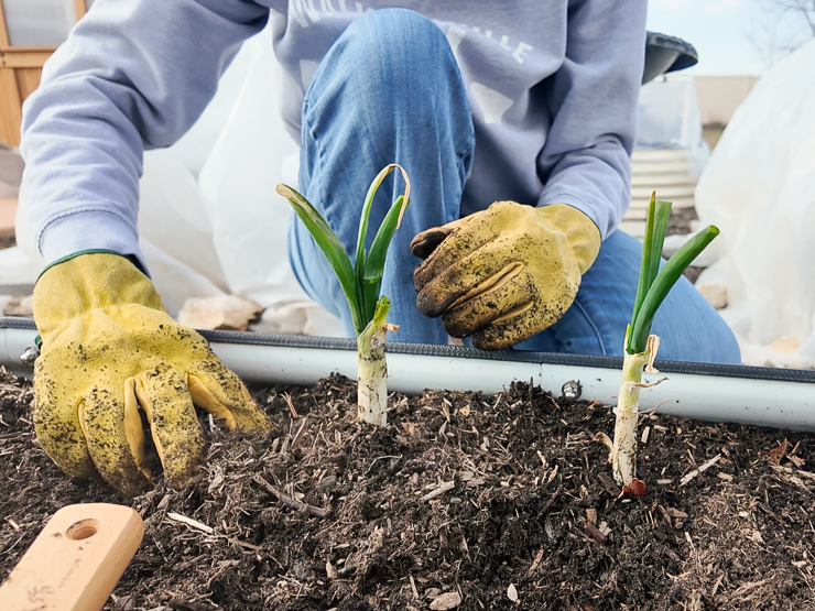 planting green onions