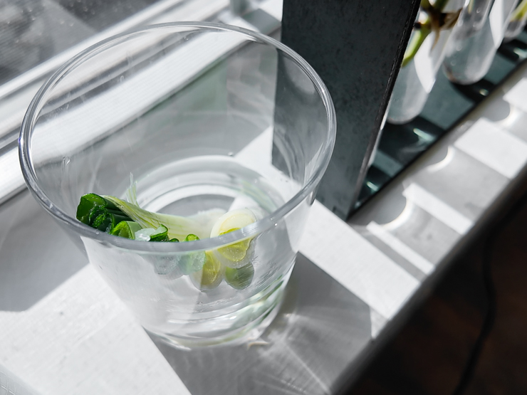 rooting green onions in water