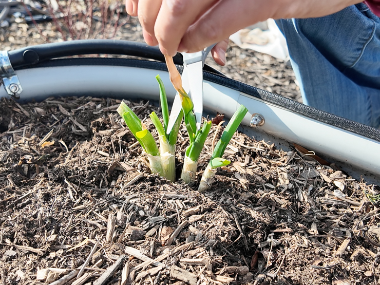 green onions in a garden