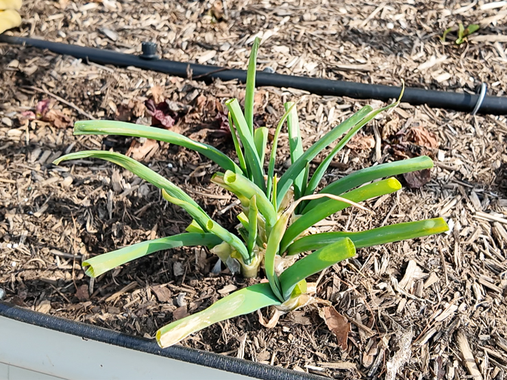 green onions in a garden