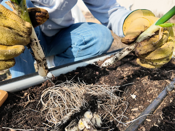 splitting a green onion plant