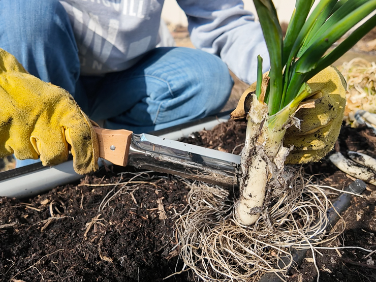 splitting a green onion plant