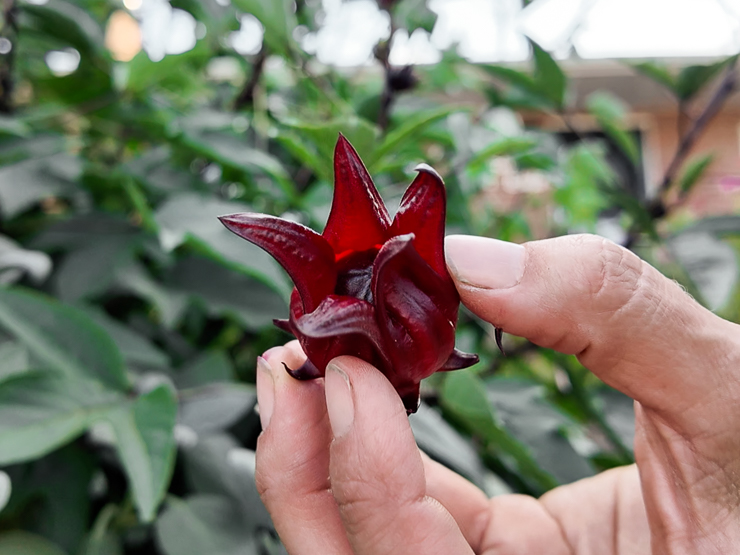 roselle hibiscus calyxes
