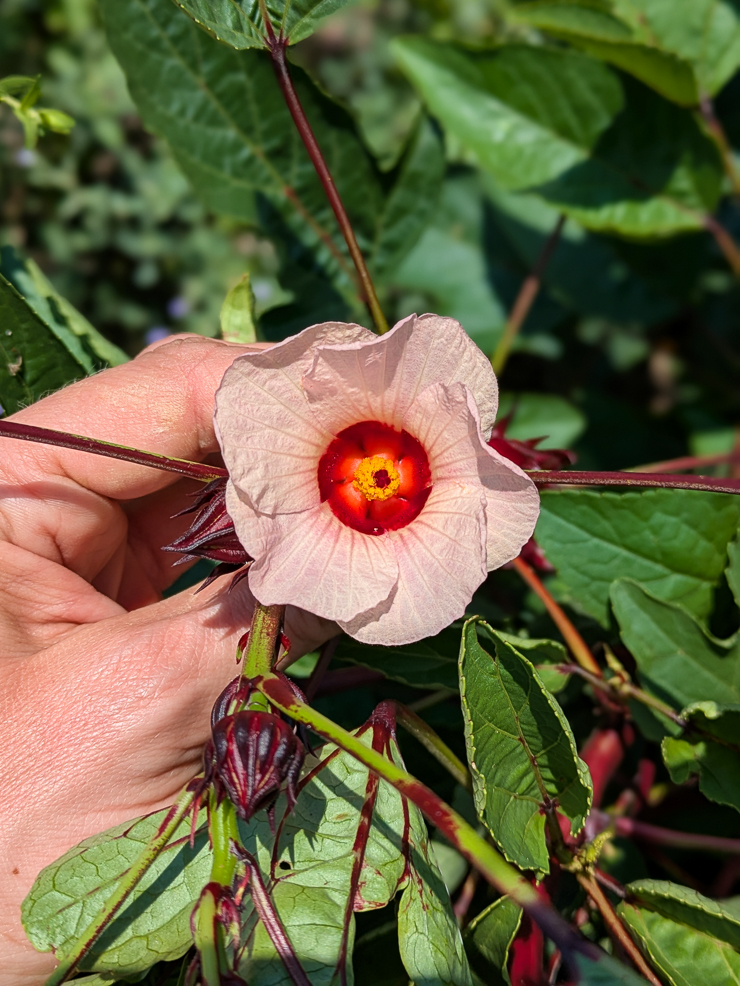 roselle hibiscus flower