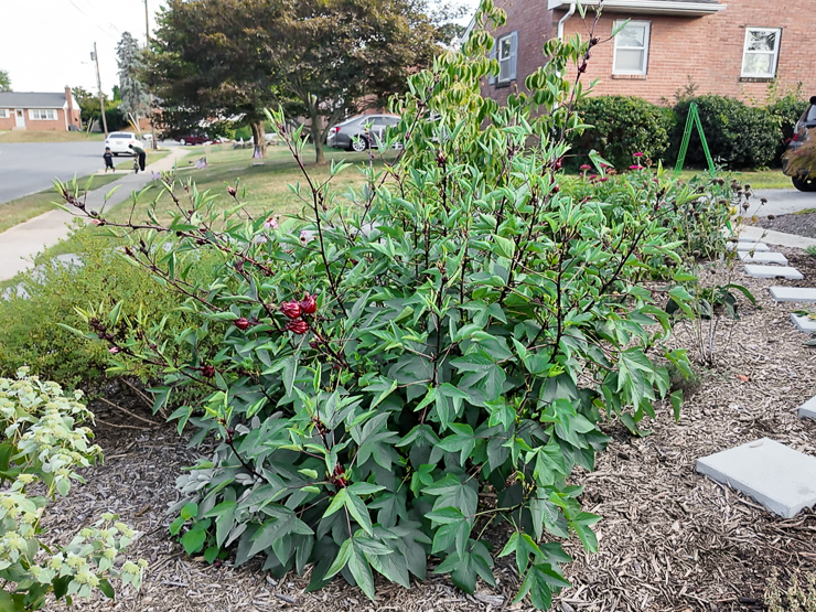 hibiscus sabdariffa growing in zone 7