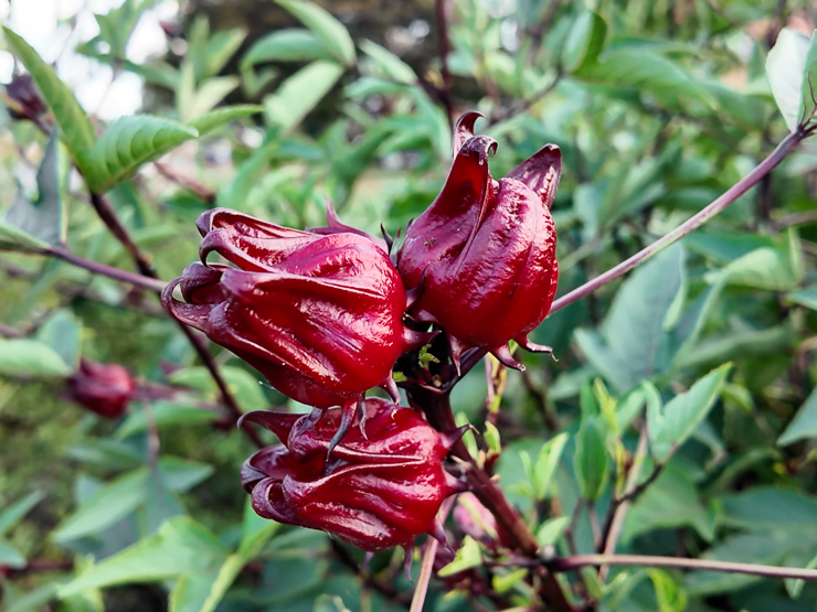 roselle hibiscus calyxes