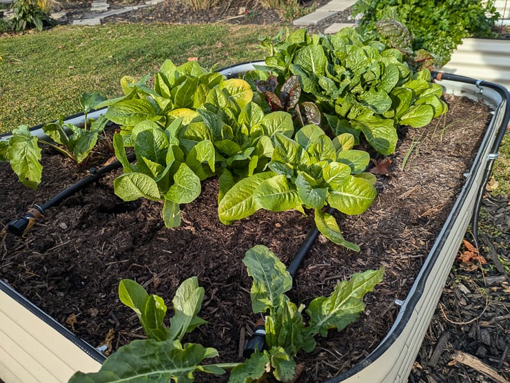 lettuce growing in a raised bed