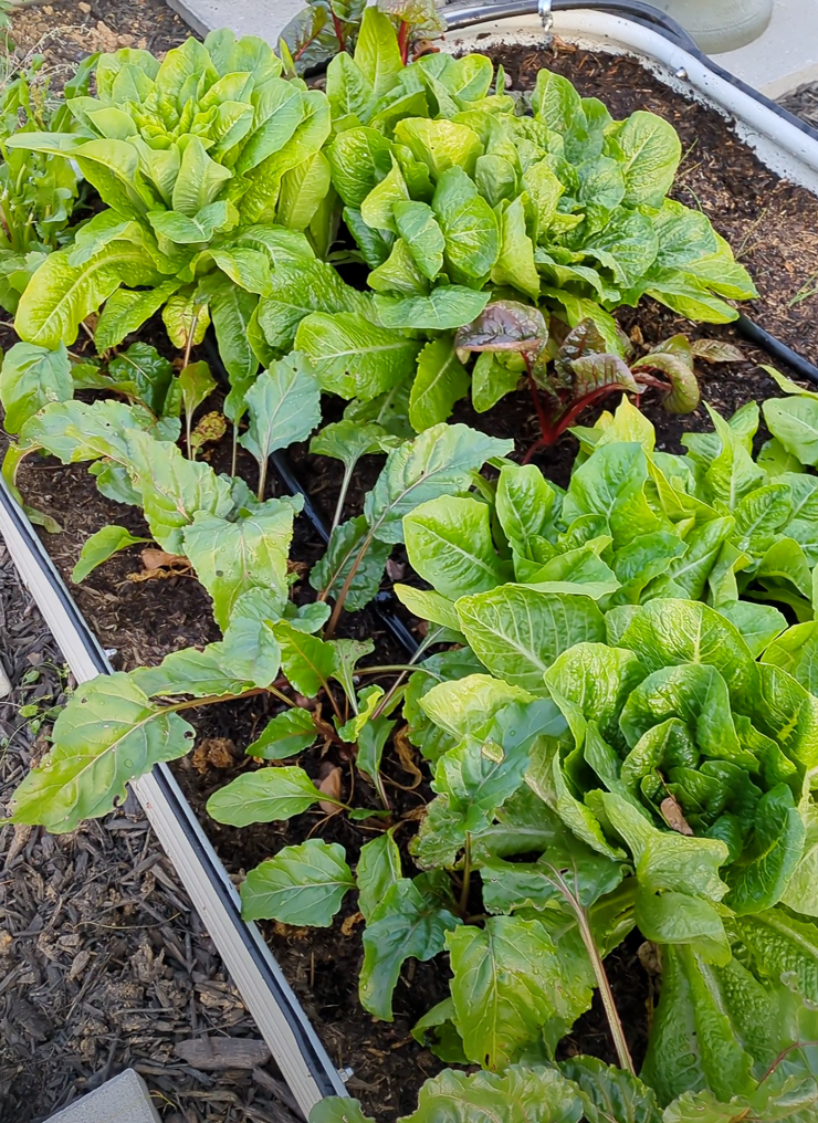 lettuce growing in a raised bed
