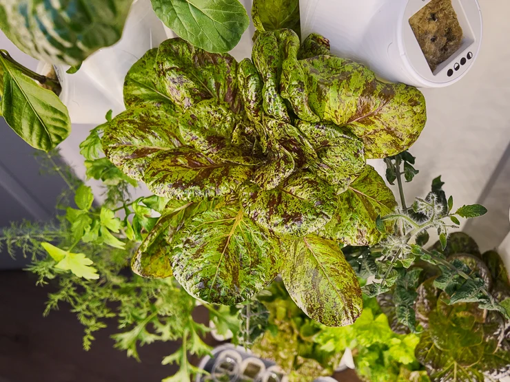 lettuce growing in a gardyn