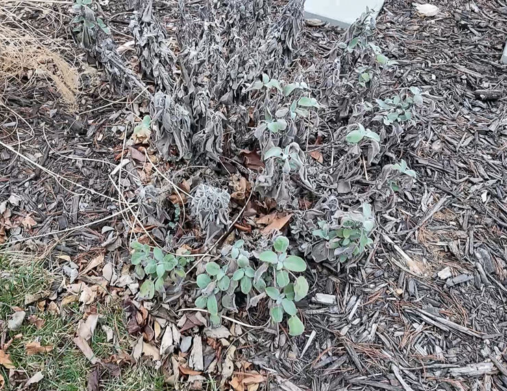dead sage foliage in the winter