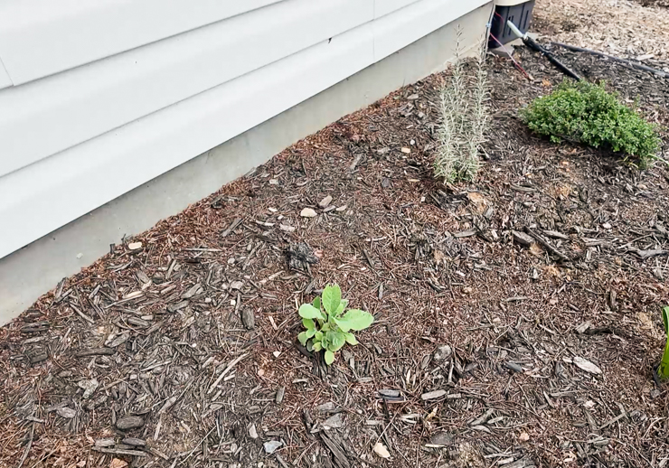 small sage plant in the ground