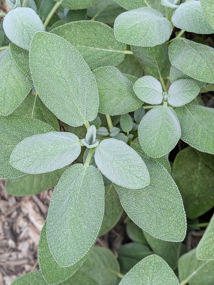 sage leaves