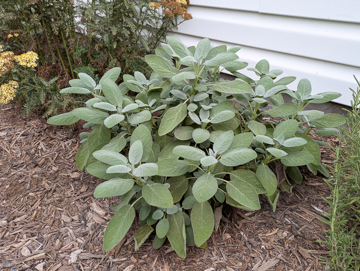 large lush sage plant