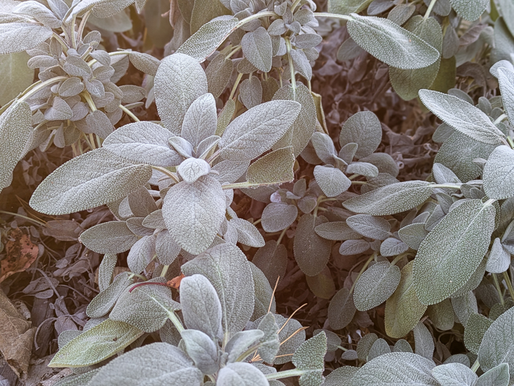 sage foliage